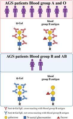 The α-Gal epitope - the cause of a global allergic disease